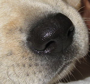 狗鼻子异常的几种情况